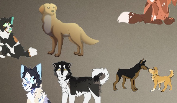 Kogo wolisz? Edycja Sfora