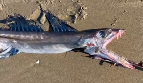 jesteś żAglonem bombajką czy inną rybą głębinową