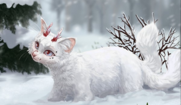 Czy Ostrokrzewiasty Liść podaruje Ci prezent na mikołajki?