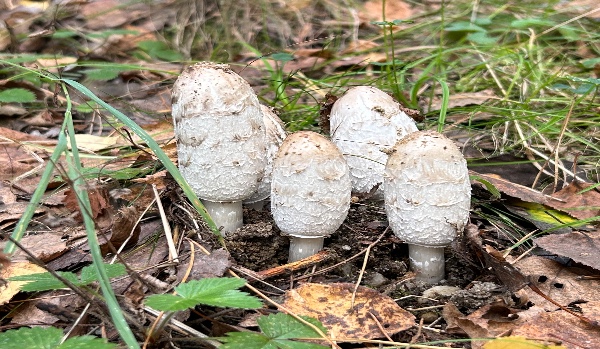 Pineniny gorce Beskidy