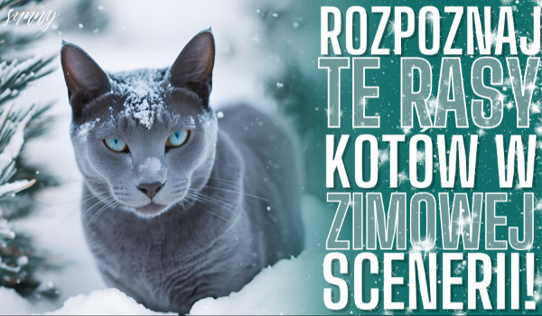 Rozpoznaj te rasy kotów w zimowej scenerii!