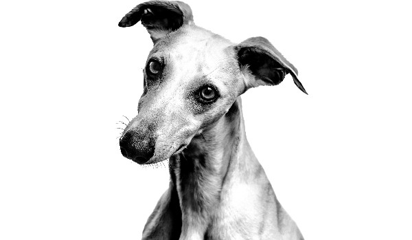 Riana | rozdział 1 |