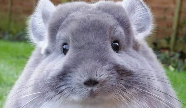 Czy kupiłbyś to za..