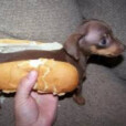 hotdogxd