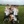 Zuza_and_Kpop7