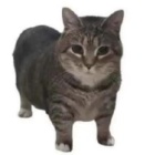 kiwi44