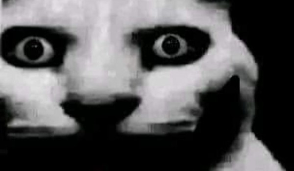 ILE MASZ IQ????????????????????????? (ORTO SPECJANIE)