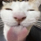 ni.grrrrr