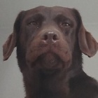 Zuma9