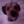 naplet2137