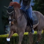 sso_hobbyhorse_konie