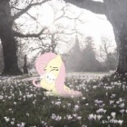 Fluttershy13