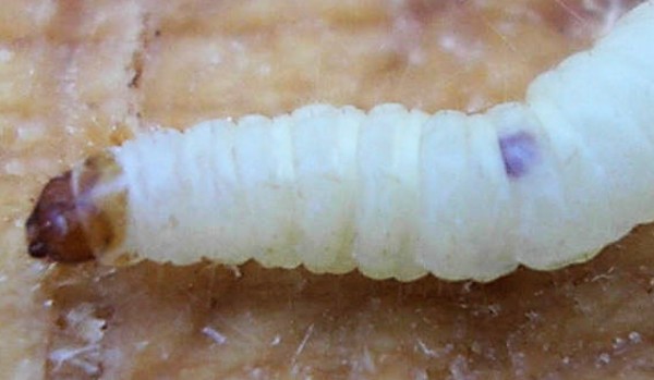 rozpoznaj bezkręgowce