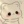 Squirrel_