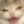 oski2137