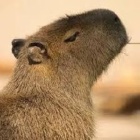 Capibara