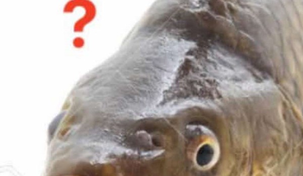 Jaka ryba jest dla ciebie