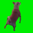 Kokopopo