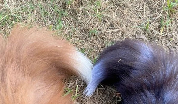 Czy jesteś therianem