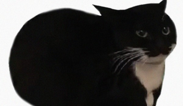 Jaka jest twoja kocia osobowość?