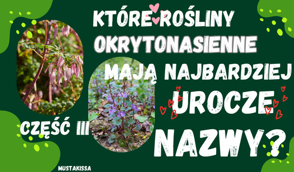 Które rośliny okrytonasienne mają najbardziej urocze nazwy? (część III)
