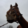 N.Equestrian