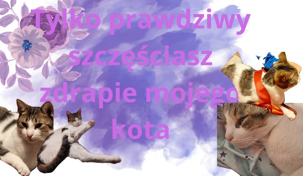 Tylko prawdziwy szczęściasz zdrapie mojego kota