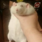 Thirsty_Rat