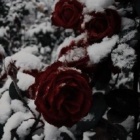 Red_Roses