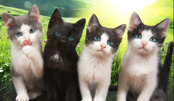 Przepowiednia czterech wód – Rozdział drugi