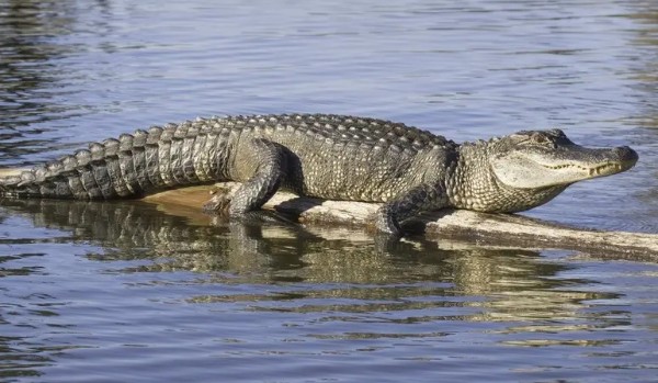 czy rozpoznasz aligatory