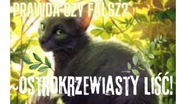 Prawda czy fałsz ,, Ostrokrzewiasty liść,,