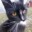 lavenda_cat