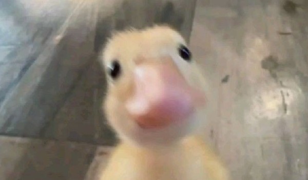 Które zwierzę wolisz