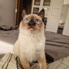 nat_mssth