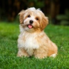 Lucky_love