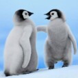 PenguinPL