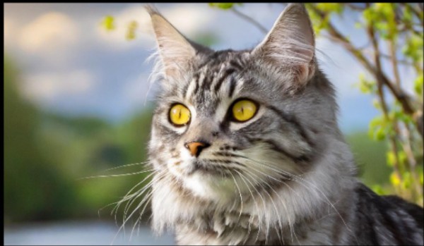 Miłość Falującego Ogona #15