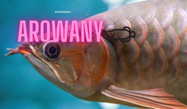 Rozpoznaj arowany  !