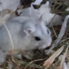 Love_dog_hamster