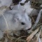 Love_dog_hamster