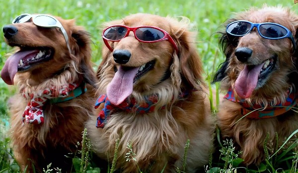 Jakim typem chłopaka jesteś EDYCJA PSY