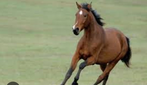 4 rozdział opowiadania „Piorun” Special na 25 obs!