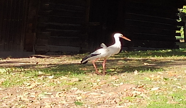 jakoł postaćoł jesteś z minecraft