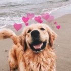 Cherry.Dog