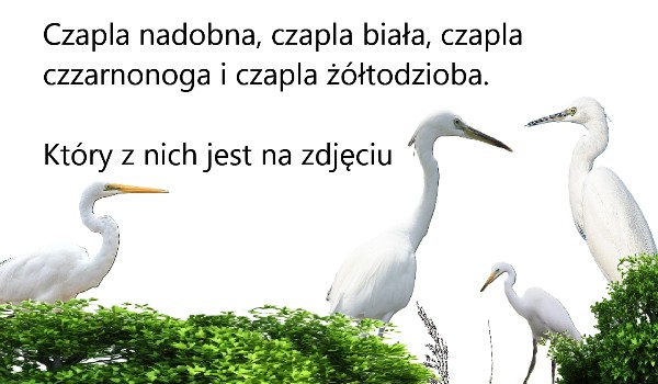Czapla nadobna, biała, czarnonoga i żółtodzioba który z nich jest na zdjęciu ?