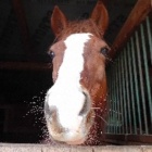 Jagi_Konie_equestrianqueenPL