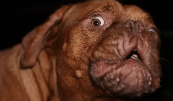 Wywiad z TailsPL_526