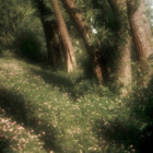 .treeoflife.