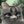 WarriorCatsQuizes